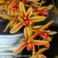 Cymbidium aloifolium sp. - BS