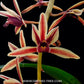 Cymbidium aloifolium sp. - BS