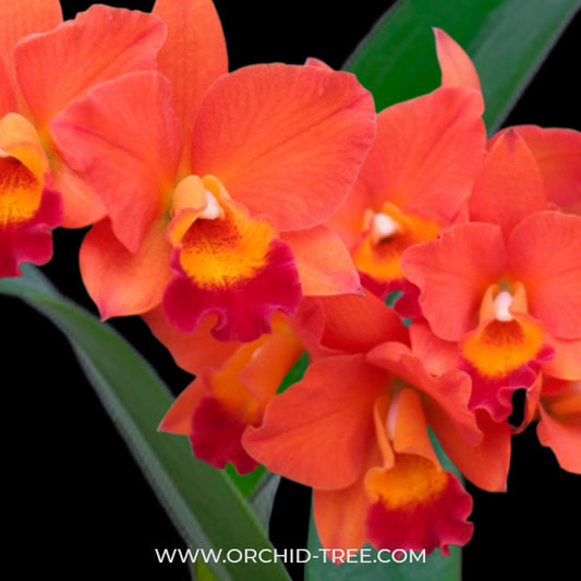 Cattleya (Rth.) Alpha Plus Rainbow - BS