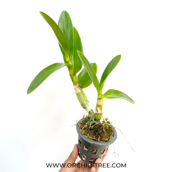 Dendrobium Anching Lubag x Mayneal Urawan - BS