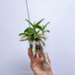 Dendrobium anosmum sp. - MS - Buy Orchids Plants Online by Orchid-Tree.com