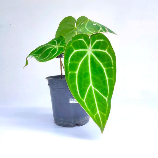 Anthurium Crystallinum - BS