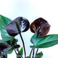 Anthurium Black - FF