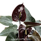 Anthurium Black - FF