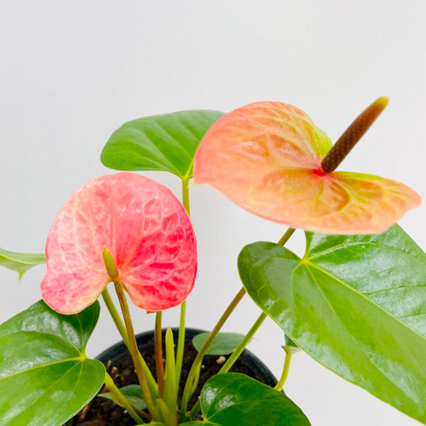 Anthurium Pink - FF - Buy Orchids Plants Online by Orchid-Tree.com