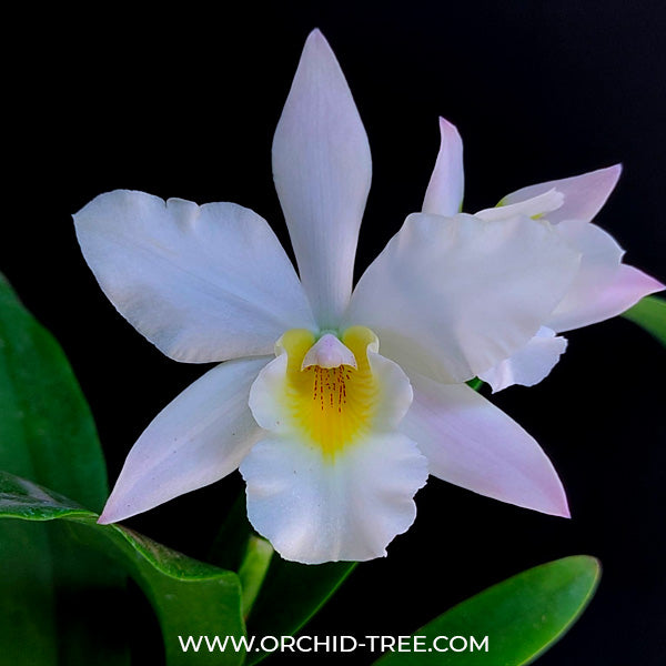 Cattleya (Iwanagara) Appleblossom Hihimanu - BS - Buy Orchids Plants Online by Orchid-Tree.com