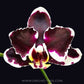 Phalaenopsis Arakaki World Dream Black - Without Flowers | BS