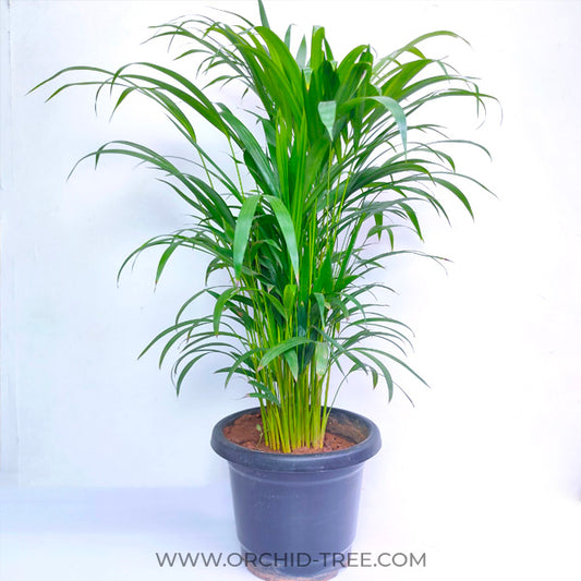 Areca Palm Plant