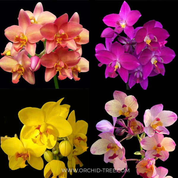 Spathoglottis Assorted (Mix Colours) - BS