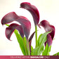 Calla Lilly