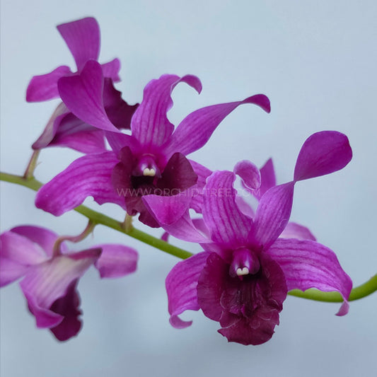 Dendrobium Betty Goto Orchid Plant - FF
