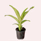 Catasetum (FDK.) After Dark Bakers Black Hole - | BS