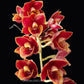 Catasetum (FDK.) Sunset Ridge Bakers Wine Sunset - BS