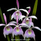 Cattleya Brassocatanthe Priyakorn - BS