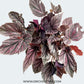 Begonia Big Pot Plants | 3 Varieties