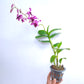 Dendrobium Betty Goto - BS