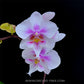 Phalaenopsis Big Mouse - BS