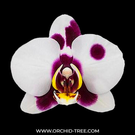 Phalaenopsis Big Time - FF