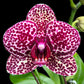 Phalaenopsis Fuller's Black Leopard - Without Flowers | BS - Buy Orchids Plants Online by Orchid-Tree.com