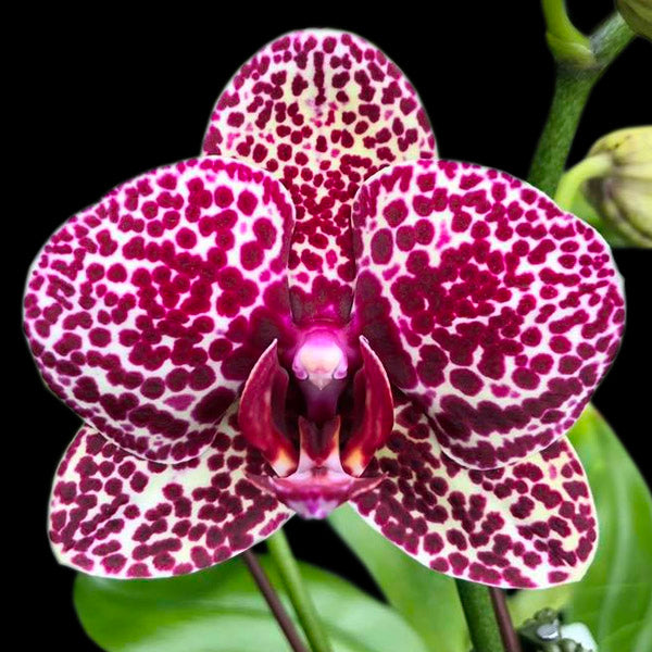 Phalaenopsis Fuller's Black Leopard - Without Flowers | BS - Buy Orchids Plants Online by Orchid-Tree.com