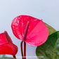 Anthurium Blood Red - FF