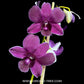 Dendrobium Jaquelyn Blue - BS