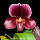 Paphiopedilum Yi-Ying Bouncing Flames - BS