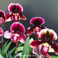 Paphiopedilum Yi-Ying Bouncing Flames - BS