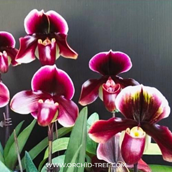 Paphiopedilum Yi-Ying Bouncing Flames - BS