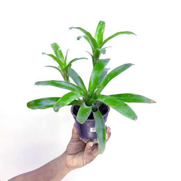 Bromeliad - Buy Orchids Plants Online by Orchid-Tree.com
