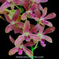 Dendrobium Brown Purple Lip - BS