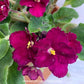 African Violet | Single Petal