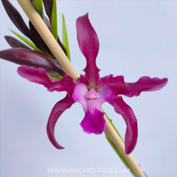 Cattleya (Myrmecophila) Burgundy Orchid Plant - BS