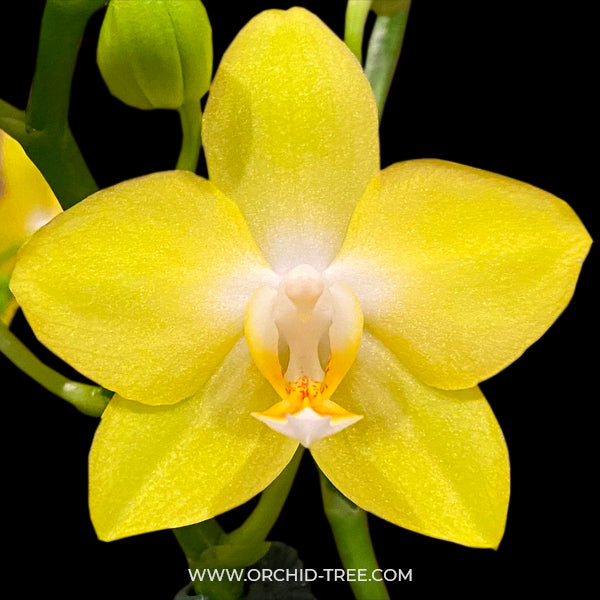 Phalaenopsis Butterfly Kisses - BS - Buy Orchids Plants Online by Orchid-Tree.com