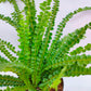 Button Fern - Buy Orchids Plants Online by Orchid-Tree.com
