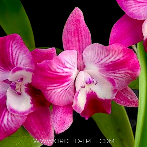 Cattleya (Slc.) Cosmic Delite - Without Flowers | BS - Buy Orchids Plants Online by Orchid-Tree.com