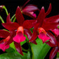 Cattleya (Lc.) Chocolate Drops - BS