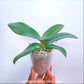 Phalaenopsis Chi-Yueh Kaleidoscope - FF