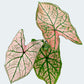 Caladium