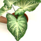 Caladium