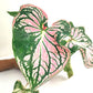 Caladium