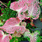 Caladium