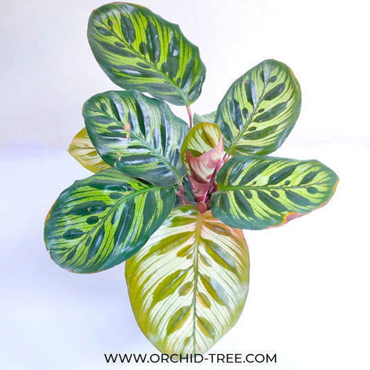 Calathea Makoyana