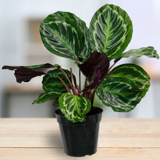 Calathea Medallion