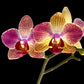 Phalaenopsis Candy Stripe - BS