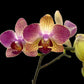 Phalaenopsis Candy Stripe - BS