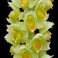 Catasetum cirrhaeoides sp. - BS