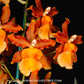 Oncidium Catatante 'Los Robles' - BS