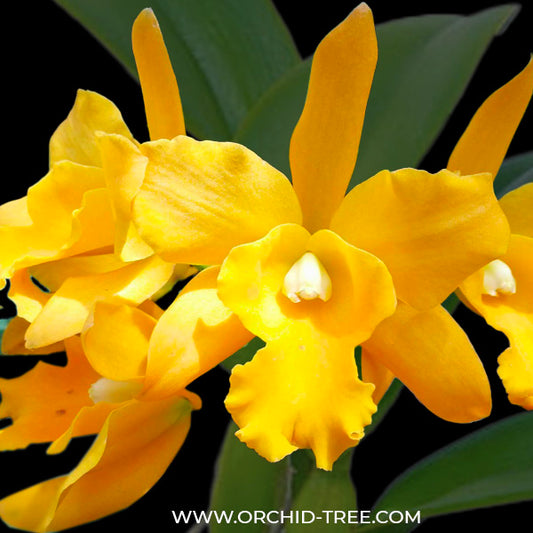 Cattleya Moonlight Orchid Plant - BS