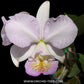 Cattleya nobilior var. Amaliae x Pefection - BS